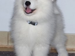 Silver Boy