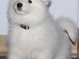 Silver Boy