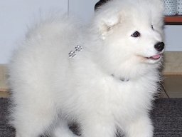 Silver Boy