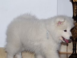 Silver Boy