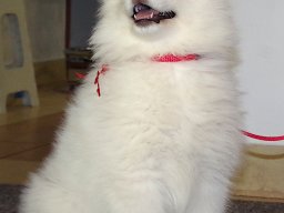 LADY LEA- Red