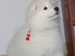 LADY LEA- Red