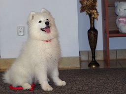LADY LEA- Red