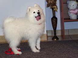 LADY LEA- Red
