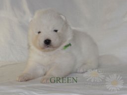 LUCKY LORD- Green