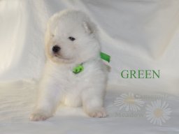 LUCKY LORD- Green