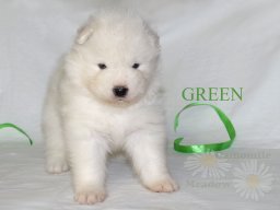 LUCKY LORD- Green
