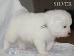 Silver Boy