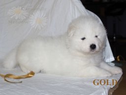 LADY LUCIA- Gold- 3 tygodnie