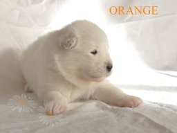 LADY LUNA- Orange