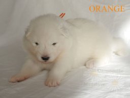 LADY LUNA- Orange