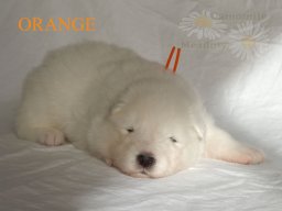 LADY LUNA- Orange