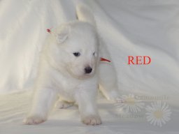 LADY LEA- Red